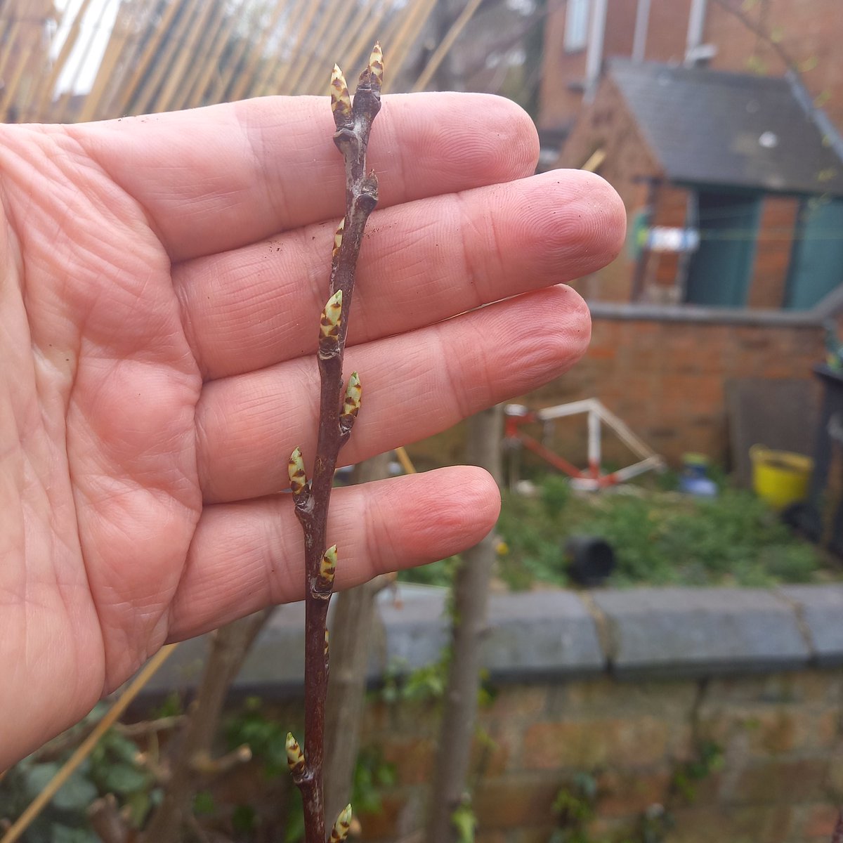 So the new damson tree is alive and kicking at least. May be too soon for blossom this year but first hurdle cleared eh <a href="/Damsonplums/">damsonplums</a> ?
