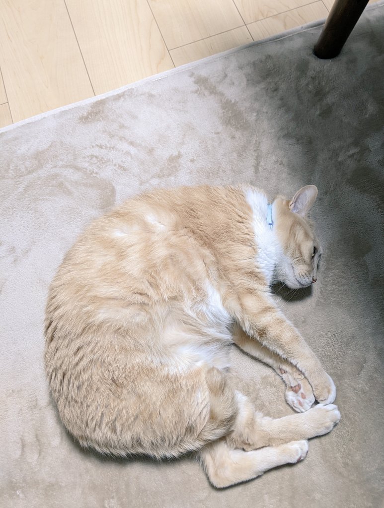 tora_cream's tweet photo. 虎松さん5歳！おめでとう〜✨
ますます立派になったけど相変わらず甘えん坊です。ホットカーペットの虜になりました。
これからも元気でいてね☺️ https://t.co/BGMC3cPVQ3
