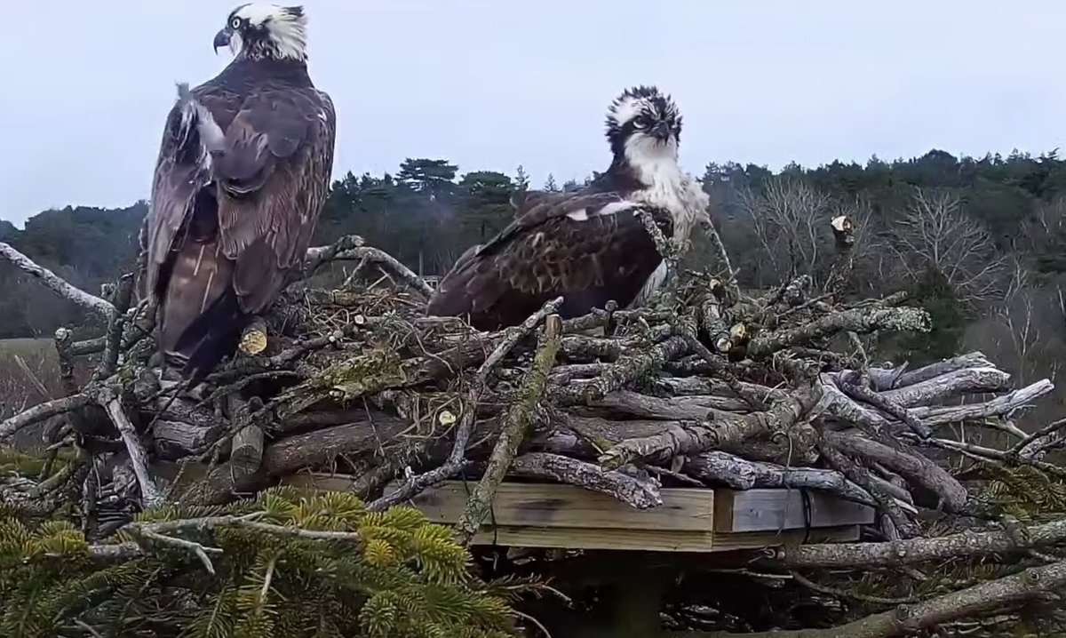 harbourospreys's tweet photo. ๐ฐIt's not just ospreys we're helping bring to the local area but eco-tourism and education opportunities too -
New press release from @harbourbirds โฌ๏ธ https://t.co/9hLjvEW0am
#Dorset #ecotourism #birdsofpreywelcome https://t.co/4ELbM0C81e