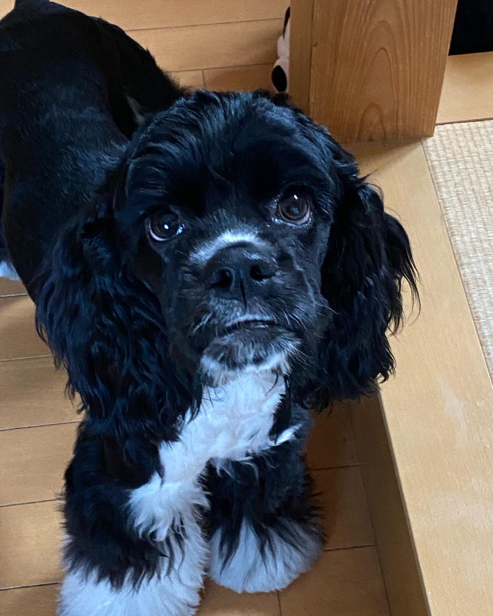 リントくん 今日で9ヶ月🥰 7.0kg #アメリカンコッカースパニエル