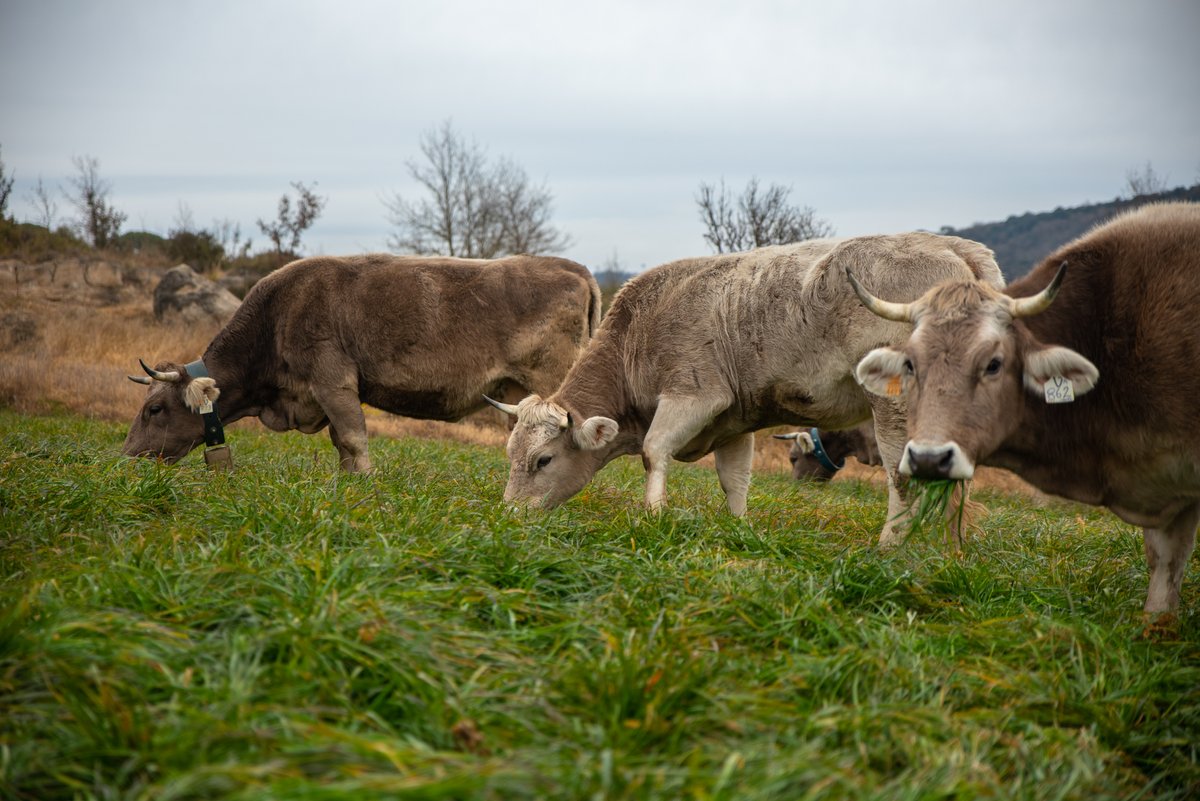 agriculturacat's tweet photo. 🔄 Destinem més de 900.000€ a millorar l'eficiència energètica i promoure l'ús de renovables en explotacions agrícoles i ramaderes.

✅ Objectiu: millorar l'eficiència energètica i l’aprofitament energètic de subproductes ramaders i biomassa agrícola.

👉 https://t.co/oHsQOOPAPA https://t.co/RMfAU22gmk