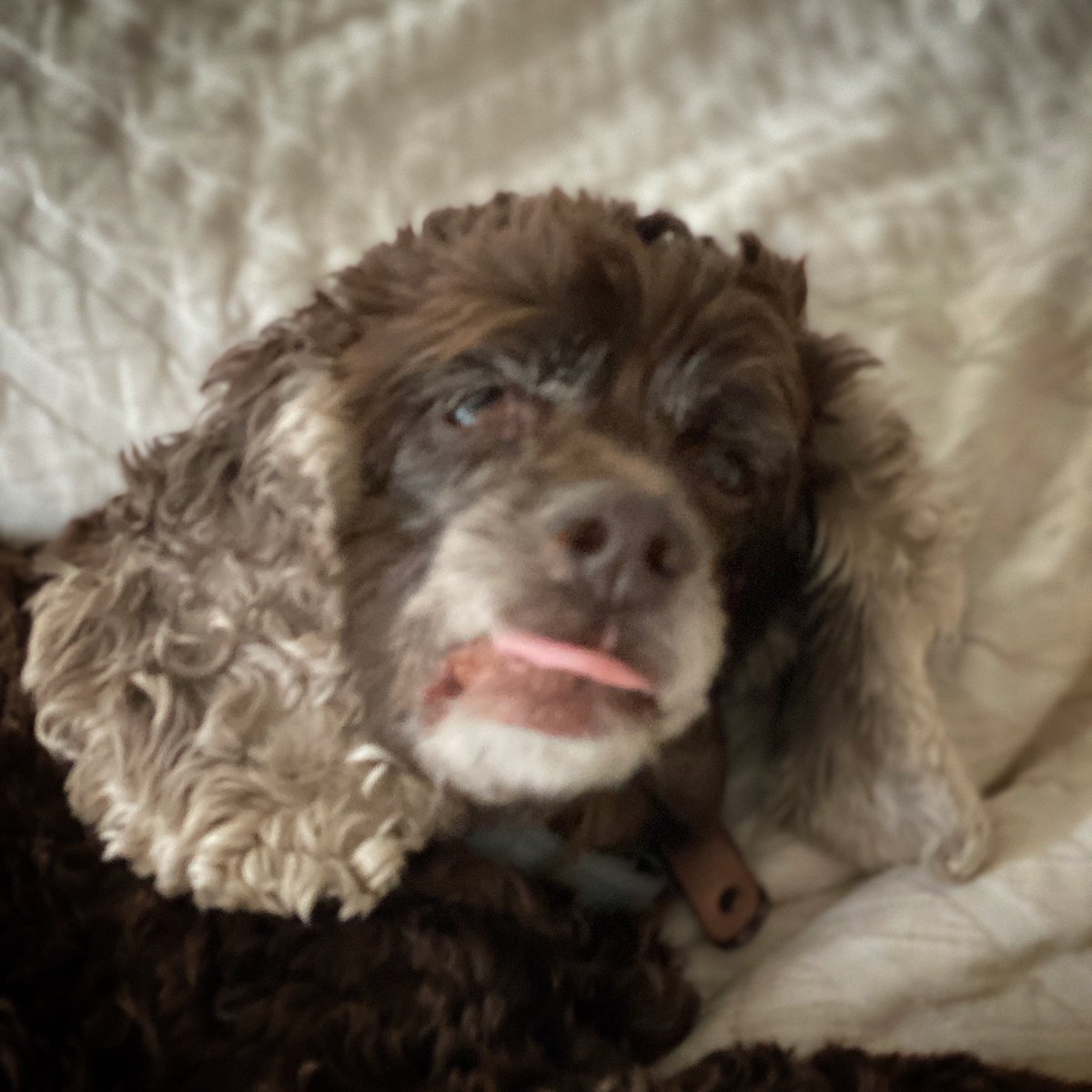 ErikStolhanske's tweet photo. Someone is a little peeved that I missed #nationalpetday   @CocoCarlita https://t.co/2lOTyQVHta