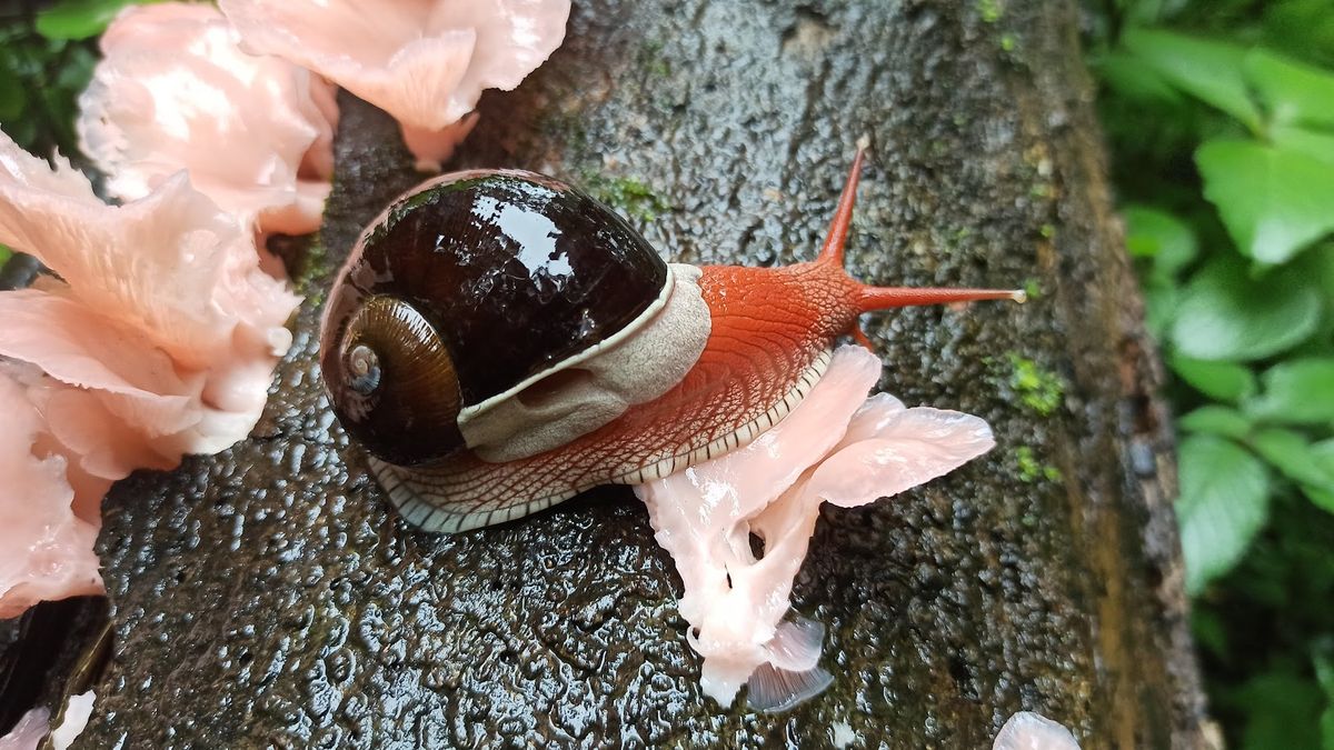 Land snails form 6% of the total species found around the world.  And India is home to 1,140 species of land snails.  Read more about them in this article by <a href="/AlakanandaBatni/">Alakananda Batni</a> based on work by <a href="/naaravind/">Aravind Madhyastha</a> <a href="/atree_org/">ATREE</a> 

#Landsnails #WesternGhats 

researchmatters.in/news/wonderful…