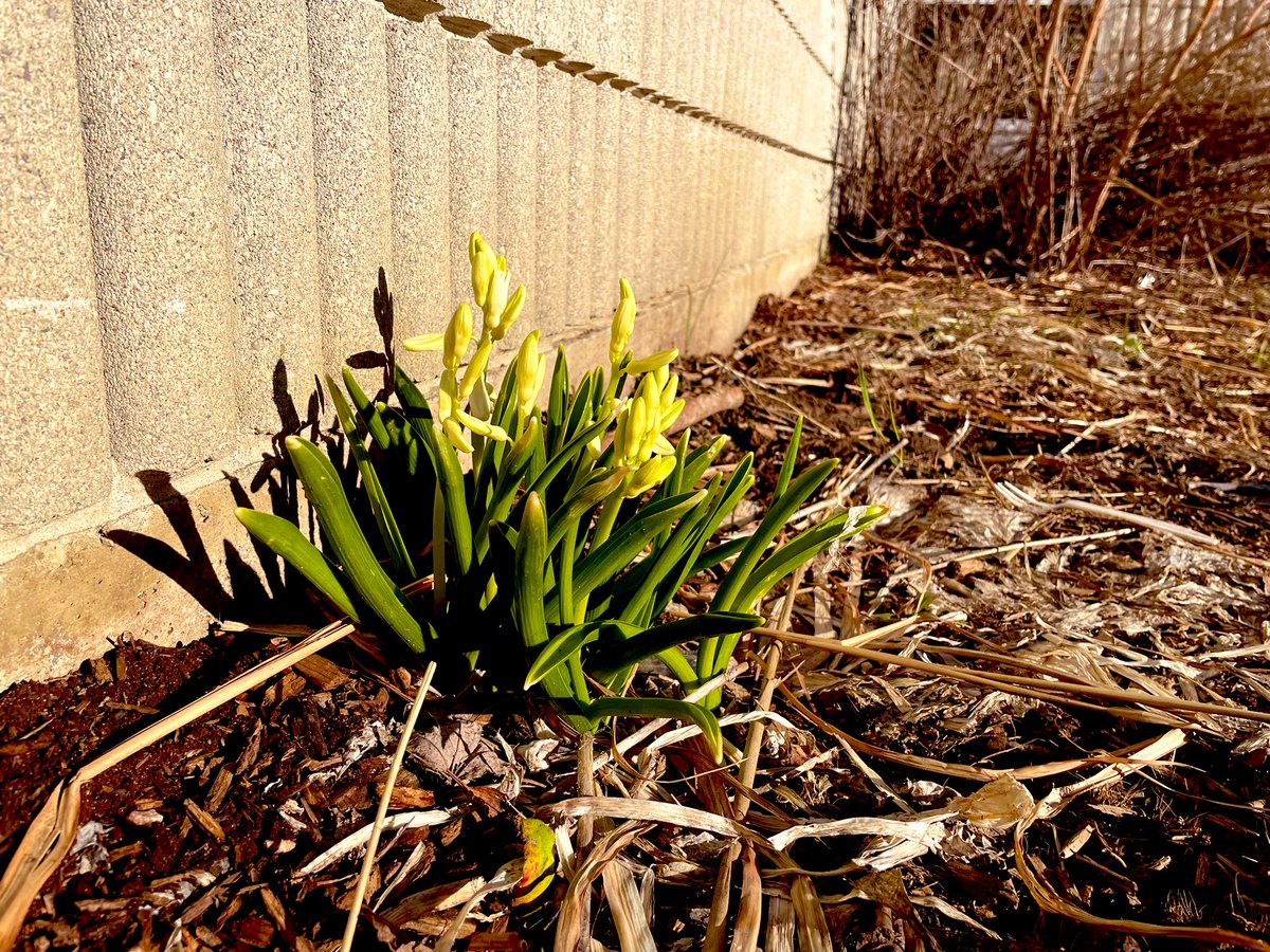 There are signs of spring <a href="/GoodfellowPS/">Goodfellow P.S.</a> and we are #excited! Bring on the sunshine ☀️ because we are more than ready!
