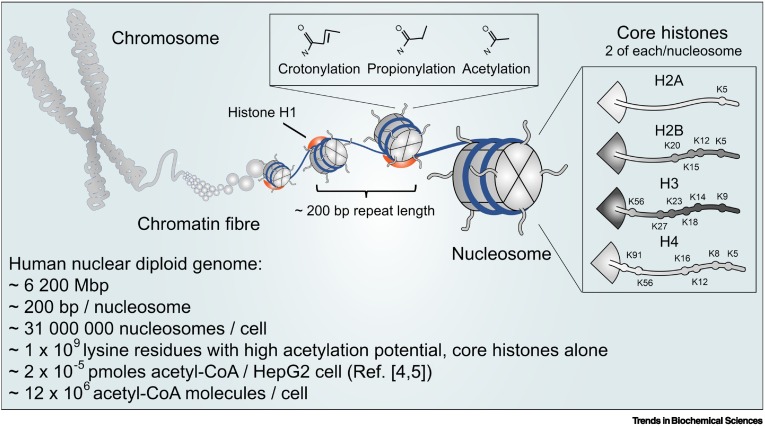 TrendsBiochem's tweet photo. Online now - a Forum from @PatVargaWeisz and colleagues titled "Does #chromatin function as a #metabolite reservoir?".
#histonemodifications #acylation #metabolism
https://t.co/BQGhMouLUR https://t.co/t4jObIh4P9