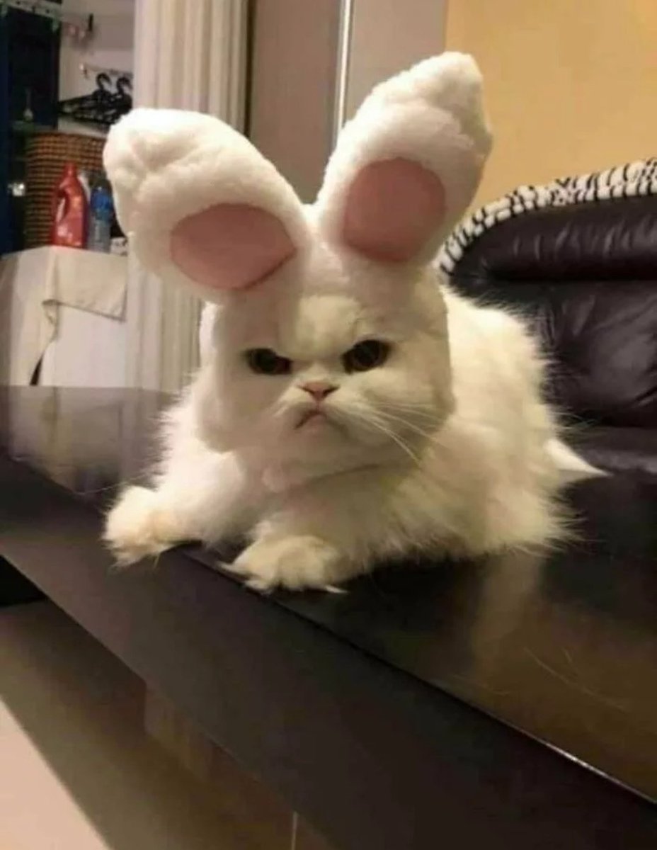 AlexJayZA's tweet photo. Rare photo of the Easter Bunny being told that it's almost time to get delivering those eggs.
#TouchyTuesday https://t.co/vUxnQltnaQ