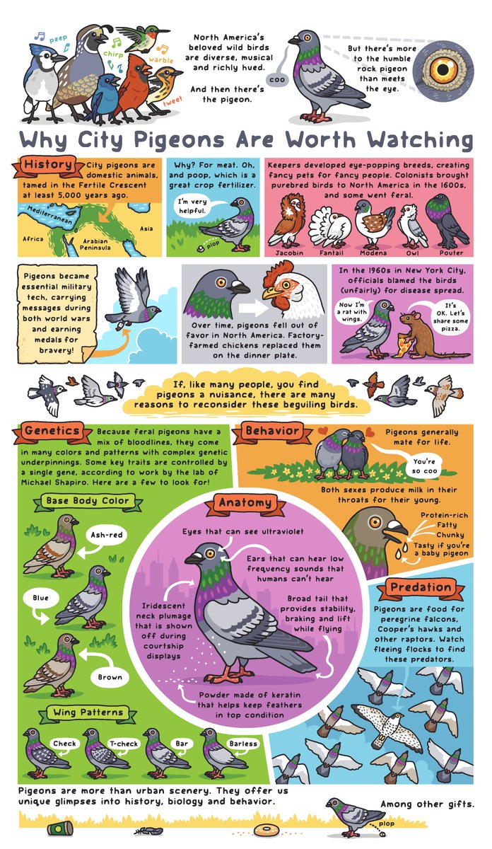 Rosemary Mosco (Bird And Moon Comics) (@rosemarymosco) on Twitter photo I snuck a whole page of pigeon science into the <a href="/NYTScience/">NYT Science</a> today. Honored and thrilled. Is there something in my eye? Oh, it's pigeon dust. I snuck a whole page of pigeon science into the <a href="/NYTScience/">NYT Science</a> today. Honored and thrilled. Is there something in my eye? Oh, it's pigeon dust.