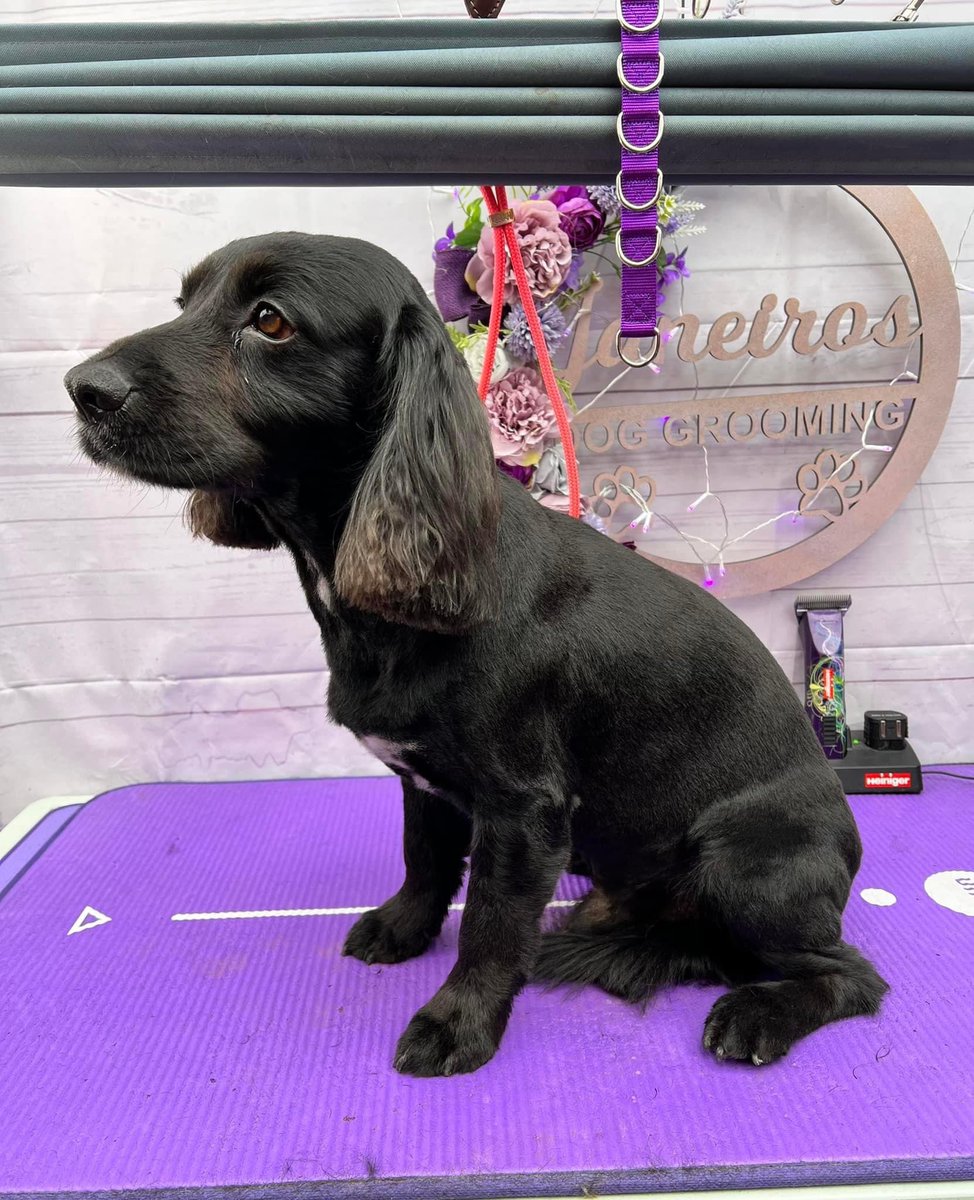 ConnellyHb's tweet photo. @GawthropeHb @HartleyBrookPri @hbmissclayton @HBMissKhan Paddy and Honey 🖤 https://t.co/62OEsOnT5w