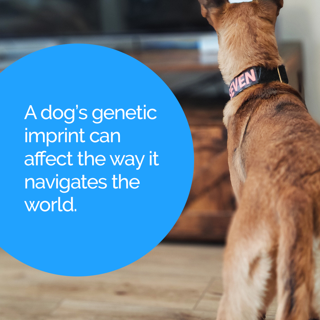 PupPod's tweet image. Ever been curious about how your dog plays with PupPod in comparison to others? 

Most all dogs get on well with #PupPod, but there are some variations in how different breeds play.  

Take a look here -&amp;gt; puppod.com/blogs/puppod-b… 

#dogbreeds #dogtech #doggames