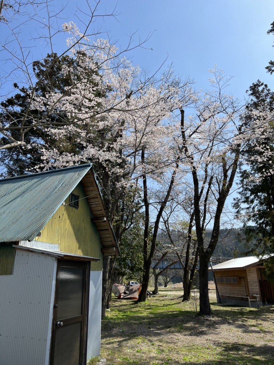kamiogawa_c's tweet photo. 2019年の台風19号による水害から復活オープンし、この4月で丸一年を迎えることができました。
皆様の多大なるご支援のもと多くのお客様がご来場くださり感謝の気持ちで一杯です😌
ほとんどの既存のものが流失してしまった中、耐え残った数本の桜の花が咲きました🌸 https://t.co/87pRv7ajvg