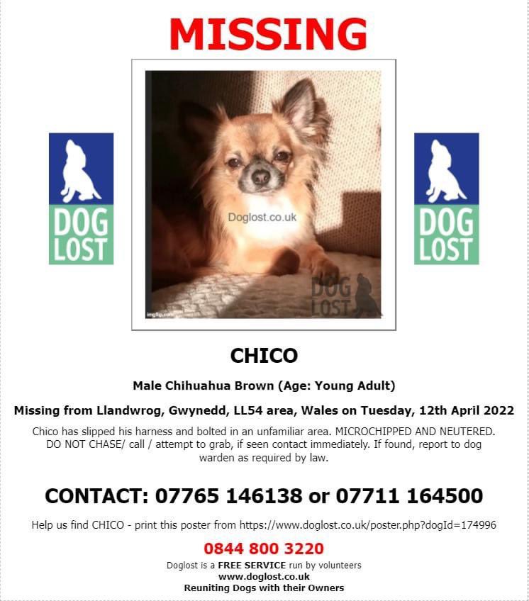 rosiedoc666's tweet photo. 💥 URGENT RTS PLS
🚨MISSING IN UNFAMILIAR AREA🚨
DO NOT CHASE/GRAB OR ATTEMPT TO CATCH, 📞 NUMBERS ON POSTER WITH ANY SIGHTINGS ASAP💥
CHICO from #Llandwrog #Gwynedd, #LL54 Wales 12/4/22‼️
🔺Young male. Brown colour
🔺 CHIPPED NEUTERED
https://t.co/4jgwsqDOGI https://t.co/bD32ALHo48