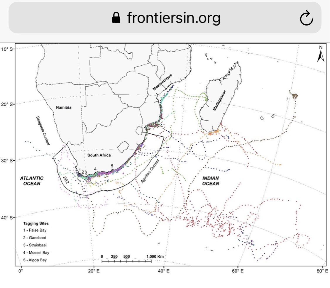 New paper out! Size &amp; sex influence the spatiotemporal distribution of white sharks, with implications for interactions with fisheries &amp; spatial management in the SW Indian Ocean @sanparks <a href="/saiab/">斉藤</a> #openaccess #sharkscience frontiersin.org/articles/10.33…