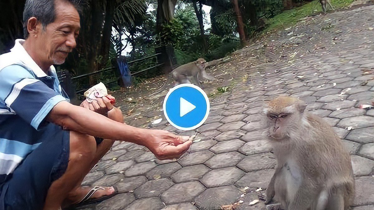 FURIOUSSS's tweet photo. how to trick a monke https://t.co/4j6cP0gUf2
