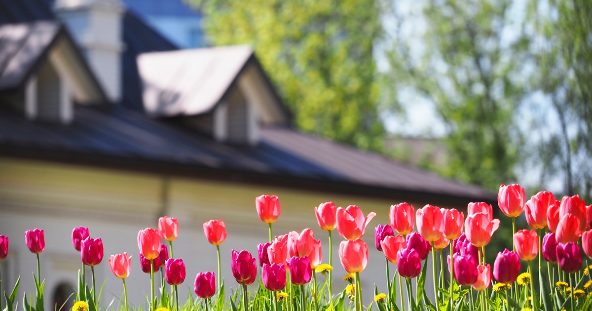 🌷 Er is weer mooi weer op komst! 

Lees nu alles over zonnepanelen én of het interessant is om deze juist wel of niet aan te schaffen in de lente ☀️👇
loom.ly/P8o8TJY