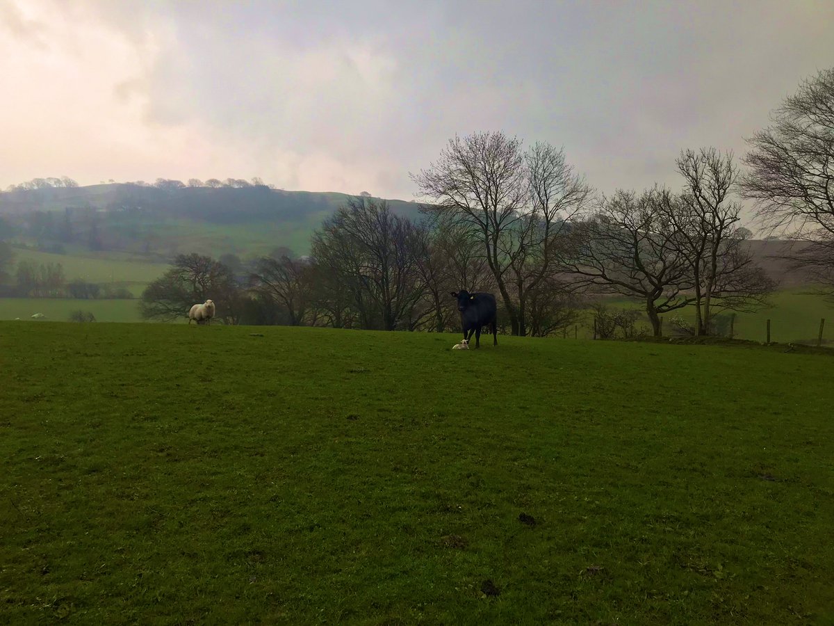 fedwarian's tweet photo. Todayโs farming not going to plan involved a silly heifer that got a bit too overprotective of a lamb in a motherly way until she finally calved!
#FarmLife
#ConfusedCows
๐๐๐๐๐ค https://t.co/SJc8mXoO8o