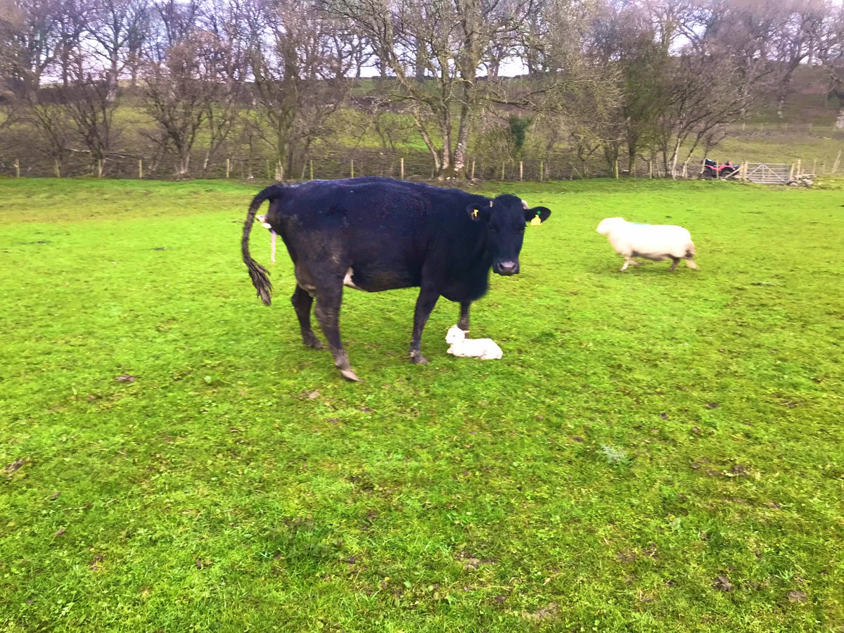 fedwarian's tweet photo. Todayโs farming not going to plan involved a silly heifer that got a bit too overprotective of a lamb in a motherly way until she finally calved!
#FarmLife
#ConfusedCows
๐๐๐๐๐ค https://t.co/SJc8mXoO8o