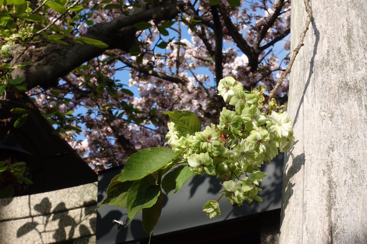京都名残の桜 雨宝院 北野天満宮 平野神社 御室仁和寺夜桜ライトアップ Togetter