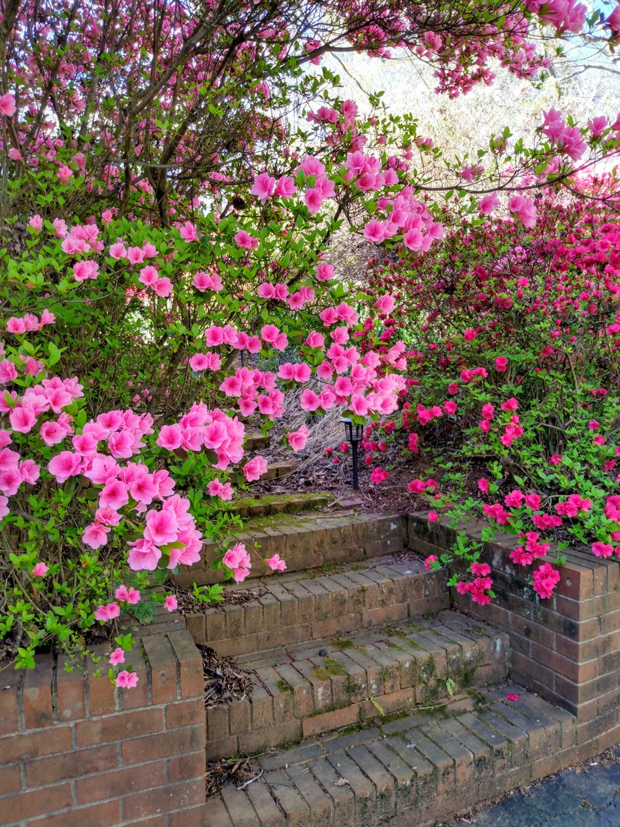 CMKellerWrites's tweet photo. Spring! #spring #GardeningTwitter #Flowers 
https://t.co/07GiMgnWdc https://t.co/XmZH4Gvoh9