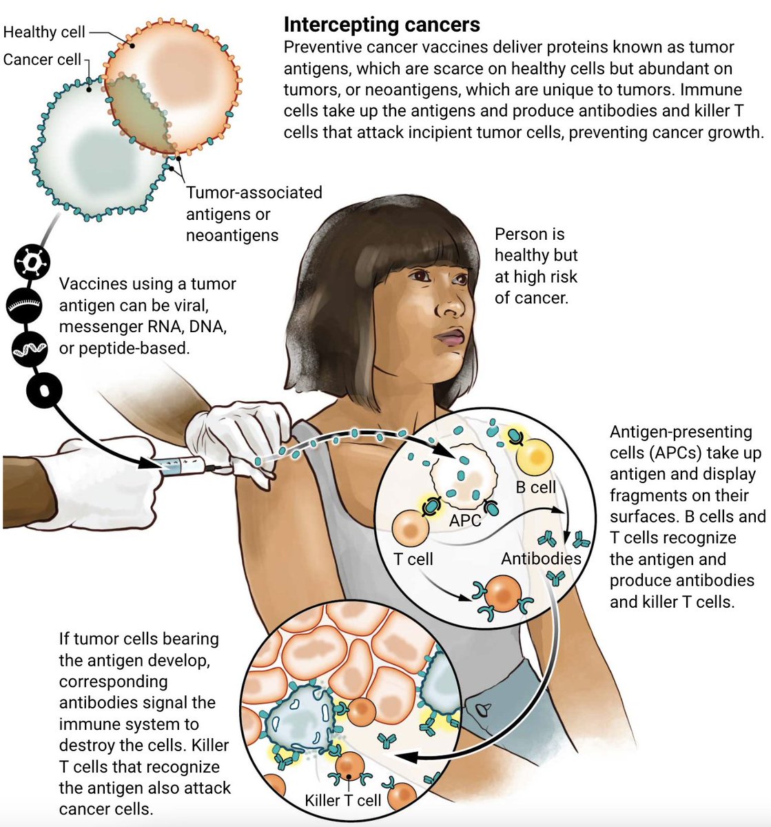 NewsfromScience's tweet photo. A new generation of cancer-preventing vaccines could wipe out tumors before they form. https://t.co/5CqBz6SJM1 #LongReads https://t.co/DCXBRmNxI3