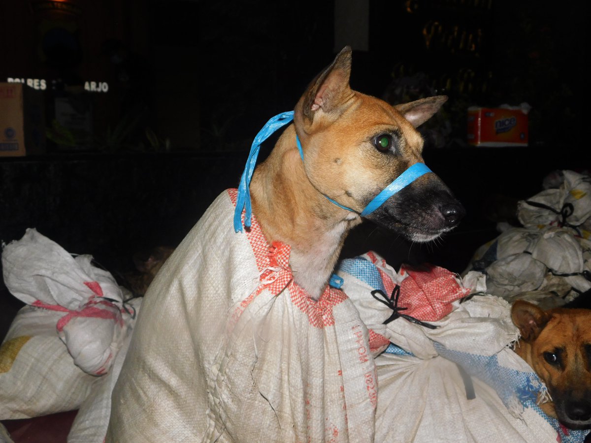fourpawsint's tweet photo. Last November, we were shocked to see the horrific images of 53 dogs tied into in hessian sacks. They had endured a stressful journey 🚚 on their way to a dog slaughterhouse. Now the dog thief was sentenced to 17 months in prison! https://t.co/0CiUlzyfzV