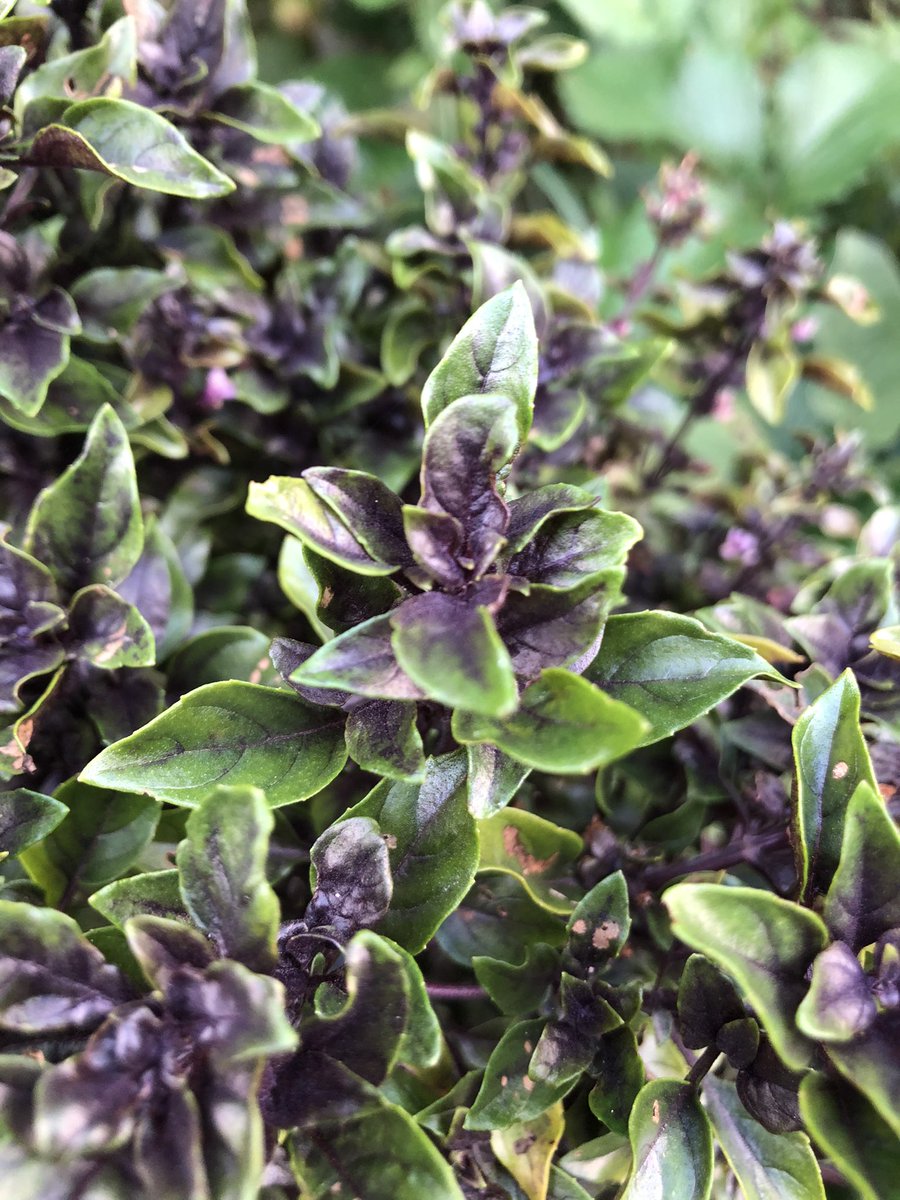 GracianDr's tweet photo. Albahaca morada o toronjil morado, una de las maravillas de lanaturaleza. Se le puede agregar las hojas a :sopas , guisos, a los jugos de frutas, en infusión , en forma de pestos, para dar sabor a la miel de papelon o piloncillo. Mantener al alcance de niños y mujeres embarazadas https://t.co/tBPx37kXUH