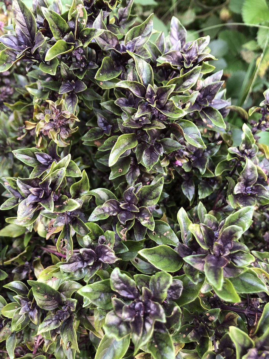 GracianDr's tweet photo. Albahaca morada o toronjil morado, una de las maravillas de lanaturaleza. Se le puede agregar las hojas a :sopas , guisos, a los jugos de frutas, en infusión , en forma de pestos, para dar sabor a la miel de papelon o piloncillo. Mantener al alcance de niños y mujeres embarazadas https://t.co/tBPx37kXUH