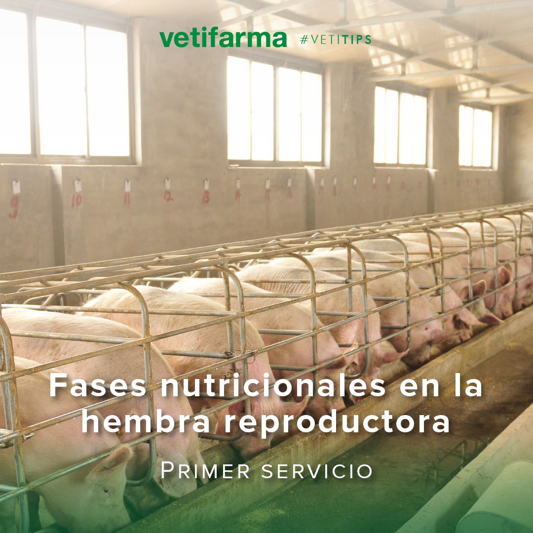 vetifarma's tweet photo. #VetiTips – Fases nutricionales en la hembra reproductora
El factor más importante para desarrollar la pubertad temprana en las cachorras es la exposición al macho, luego el factor grupo, y luego el factor nutricional.
https://t.co/fApZI1eyMC
