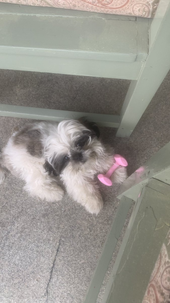 Twitter folks, this little guy needs help getting from DEL>BLR. Anyone flown @airindiain domestic with a small pet in-cabin? Please RT for advice.