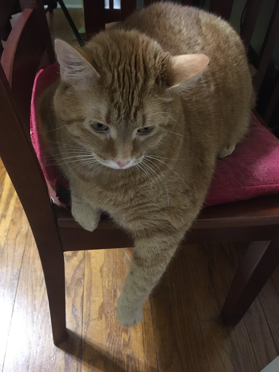 Coy_Stream's tweet photo. He swiped at me, missed, and is now pretending he just wanted to stretch his arm. #cats #CatsOfTwitter #CatsOnTwitter https://t.co/q25MOcKFFb