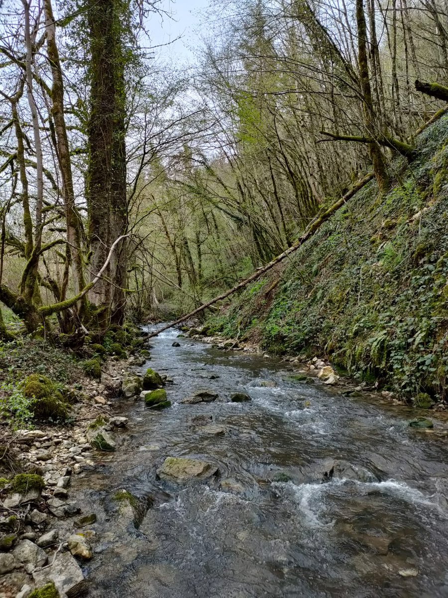 Silverthorn_T's tweet photo. Successful 2nd field campaign for @invasorian with @r_sarremejane in France! This time we moved the riparian zone incubated leaf bags into the streams along with their un-incubated counterparts! Did any other team find the the Ailanthus leaves were already fully decomposed?! 🍂 https://t.co/JqIPseQSh1