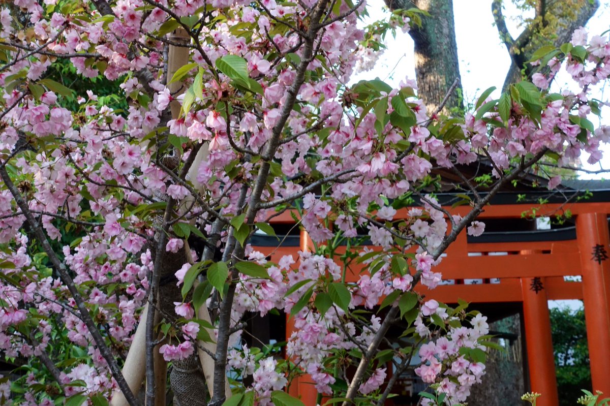 京都名残の桜 雨宝院 北野天満宮 平野神社 御室仁和寺夜桜ライトアップ Togetter