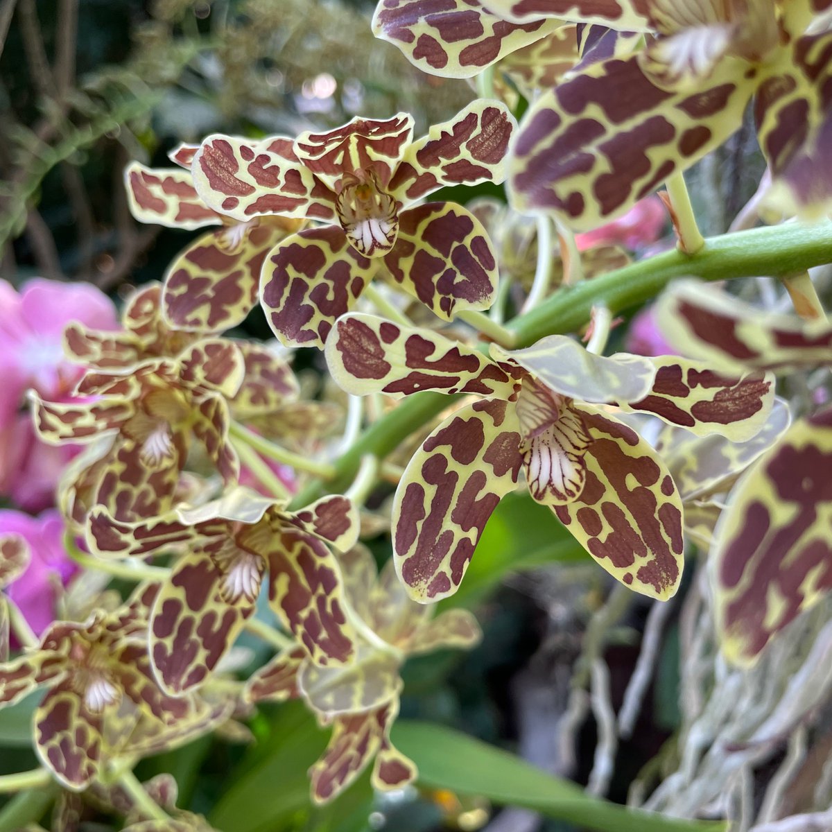 asapillinois's tweet photo. Please note that the Melrose Park office will be closed on Friday, April 15. The office will be open today until 5 pm.  Last allergy shot at 430. Pollen count for today, trees moderate and mold low. https://t.co/q0L1GessXs