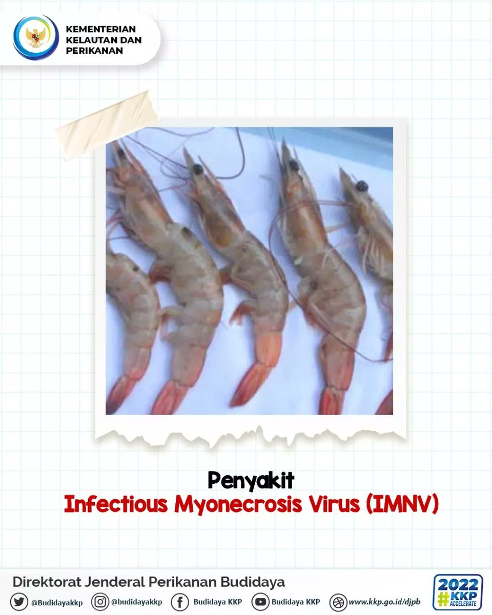 BudidayaKKP's tweet photo. #sahabatbahari @kkpgoid, kali ini mimin akan berbagi informasi mengenai penyakit infectious myonecrosis virus pada udang. pada ingin tahu kan?? yuks kepoin infografisnya 👆

@BPKIL_SERANG
#KKPAccelerate
#KKPGOID #MENTERIKKP
#BudidayaIkanBerkelanjutan
#AkuakulturUntukMasaDepan https://t.co/4z2ghcRARM
