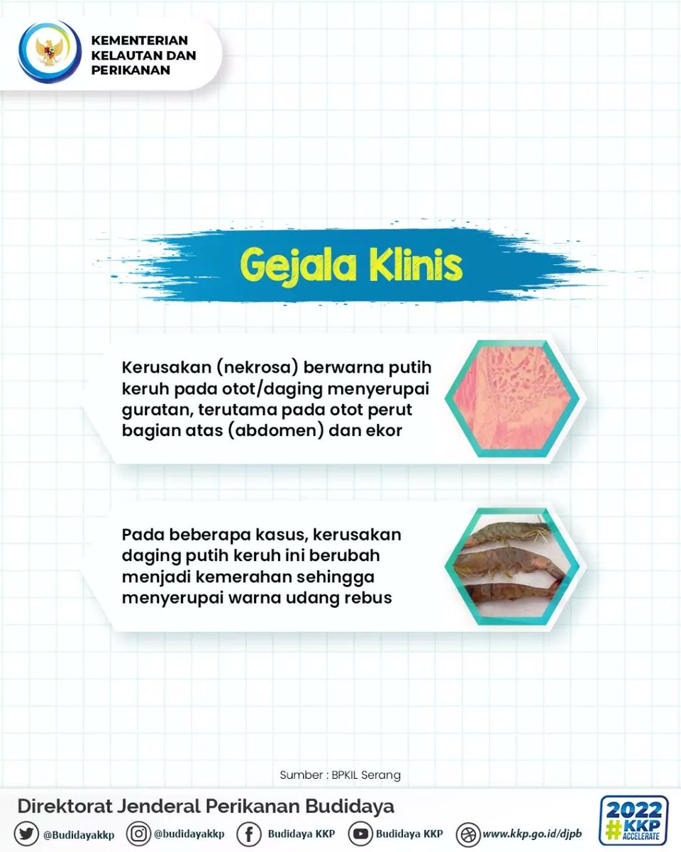 BudidayaKKP's tweet photo. #sahabatbahari @kkpgoid, kali ini mimin akan berbagi informasi mengenai penyakit infectious myonecrosis virus pada udang. pada ingin tahu kan?? yuks kepoin infografisnya 👆

@BPKIL_SERANG
#KKPAccelerate
#KKPGOID #MENTERIKKP
#BudidayaIkanBerkelanjutan
#AkuakulturUntukMasaDepan https://t.co/4z2ghcRARM