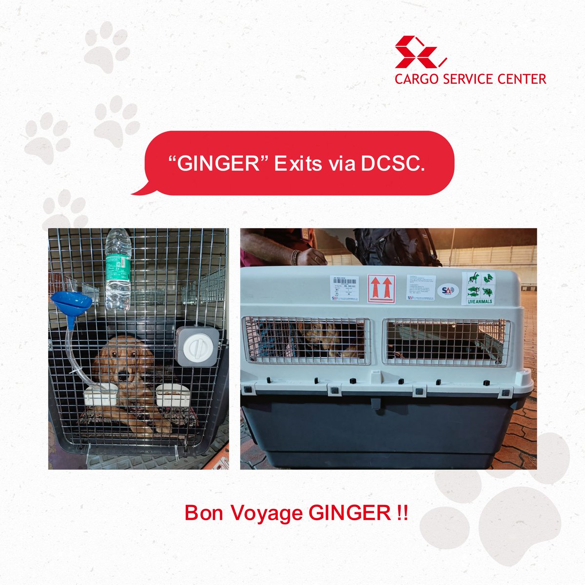 CSCIndia_PvtLtd's tweet image. #NewsAtCSC | “GINGER” Exits via #Delhi Cargo Service Center- a CSC Group Company.
The Golden Retriever came well equipped in his cage and was catered to, prior to departure. 
#aircargo  #pharma #livecargo #logistics
Read more:
linkedin.com/posts/cargo-se…