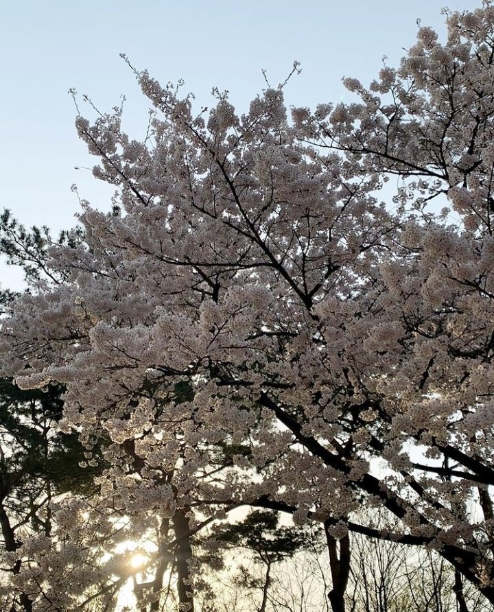 🐼 | 12.04.22 | Tradução

"🌸Eu também, eu também🌸".

<a href="/3ye_official/">3YE</a> #3YE #YURIM #HAEUN #YUJI #EYE