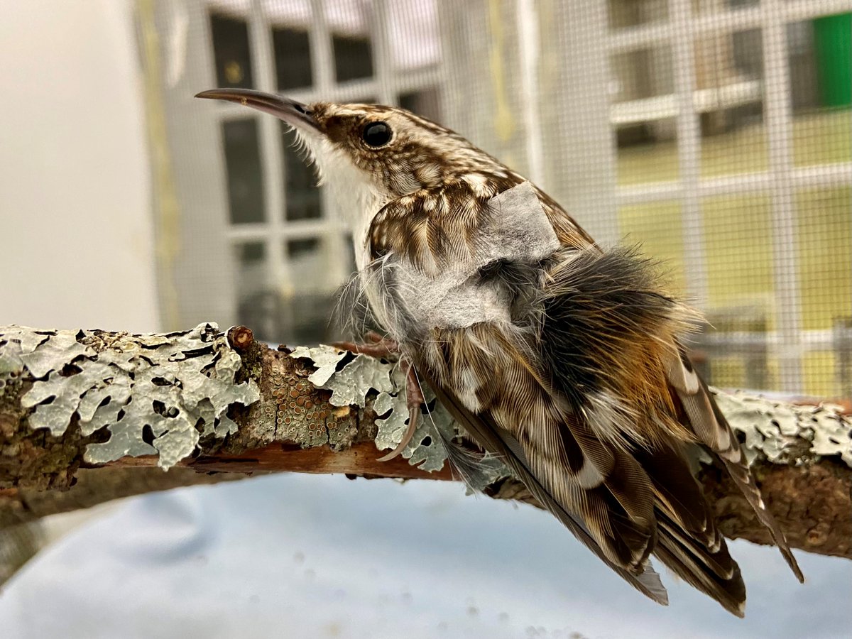 This #BrownCreeper’s wing was wrapped to stabilize his shoulder after he had collided with a window and fractured his left scapula. Are your windows bird-friendly? You can #DoMoreForWildlife by making your windows visible to birds! For more info, visit: birdsafe.ca