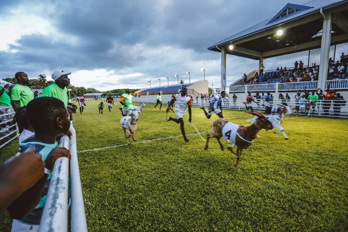 visit_tobago's tweet photo. Who is ready for the big #GoatRace? π Goat racing has been synonymous with #Easter on the island since 1925 and can finally happen in person again on 19th April. Find out more about goat racing in #Tobago here: https://t.co/fabDZlVEWp
#101reasonstobagp #tobagobeyond https://t.co/WfM1NeWQKy