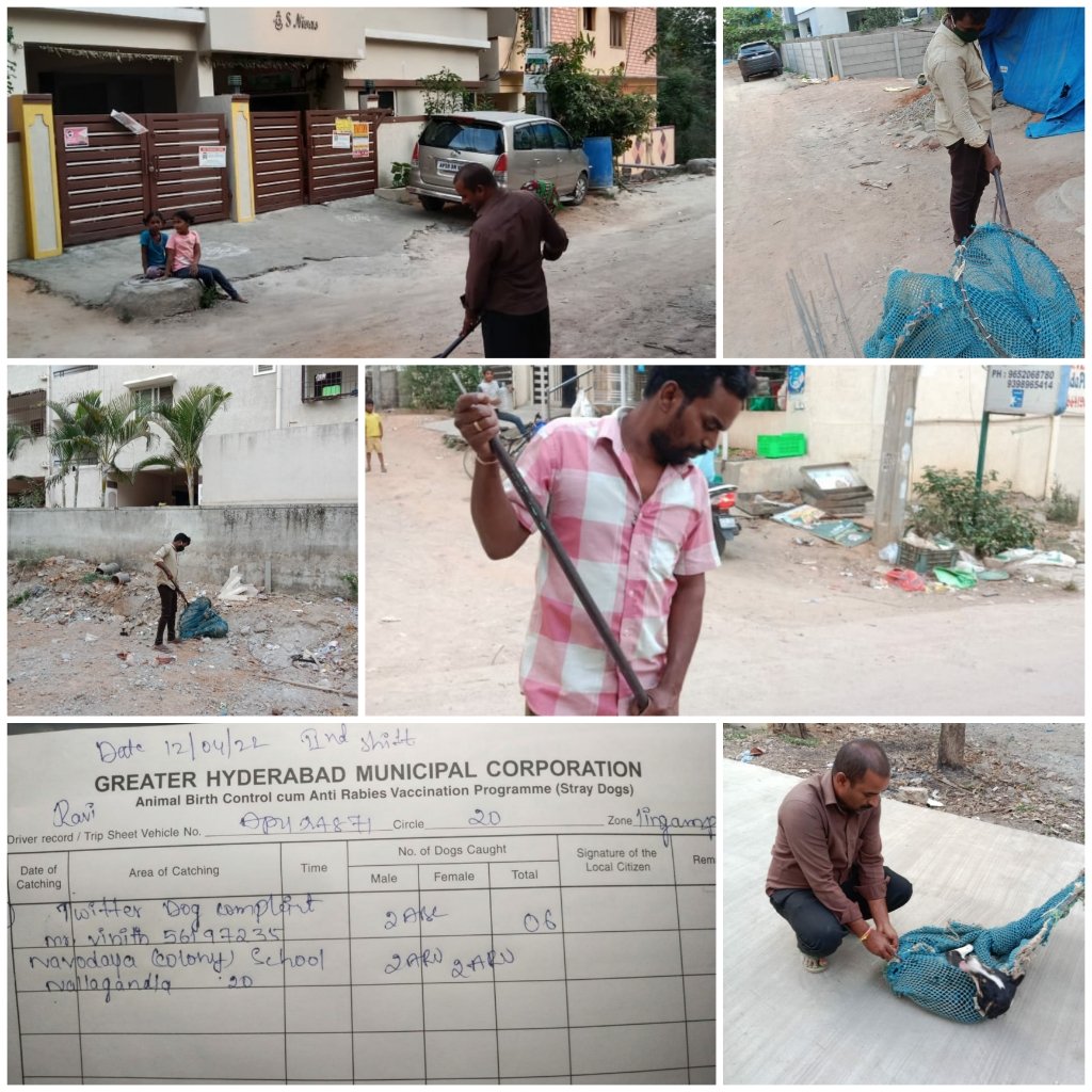11Amoh's tweet photo. @Vinith56197235 @GHMCOnline Dear citizen, the team of veterinary section SLP zone has attended and caught 6dogs from above area, out of that 2 dog's brought to animal care center for sterilization and remaining dog's are sterilized and given ARV vaccine &amp; released in same place as per the norms, tq https://t.co/1K1eFVUMFh