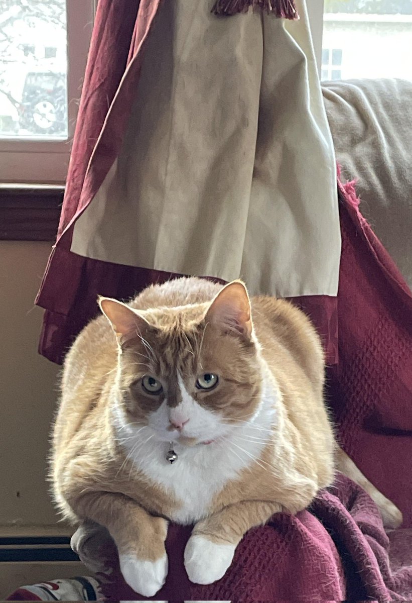 Chairman Meow Official 🐈 tweet media