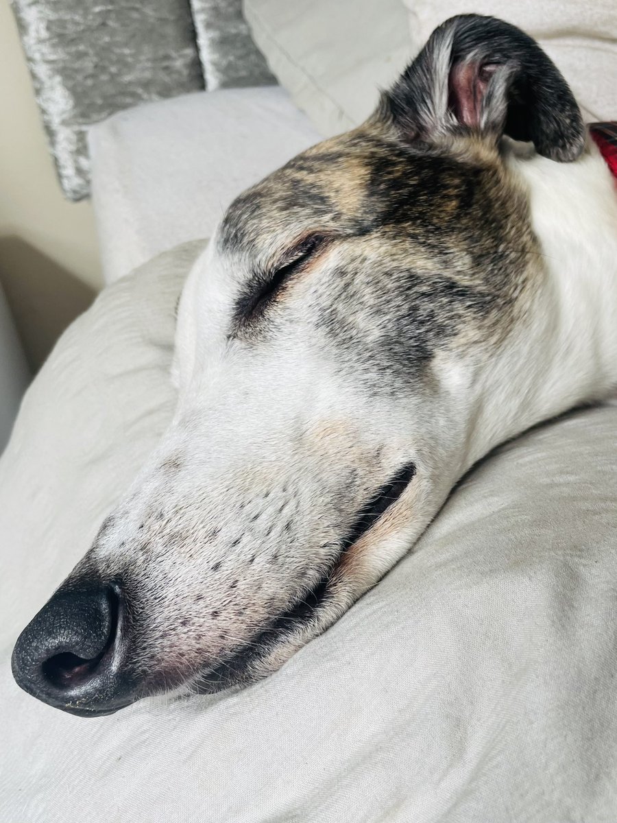 Forever dreaming of stolen ham sammiches and cheese 💭❤️