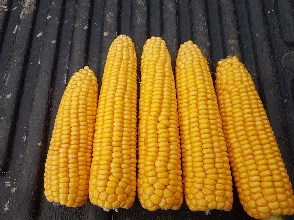 Maize for sale..The right fuel for your stock Check out my ad on DoneDeal donedeal.ie/farmproduce-fo… #donedeal