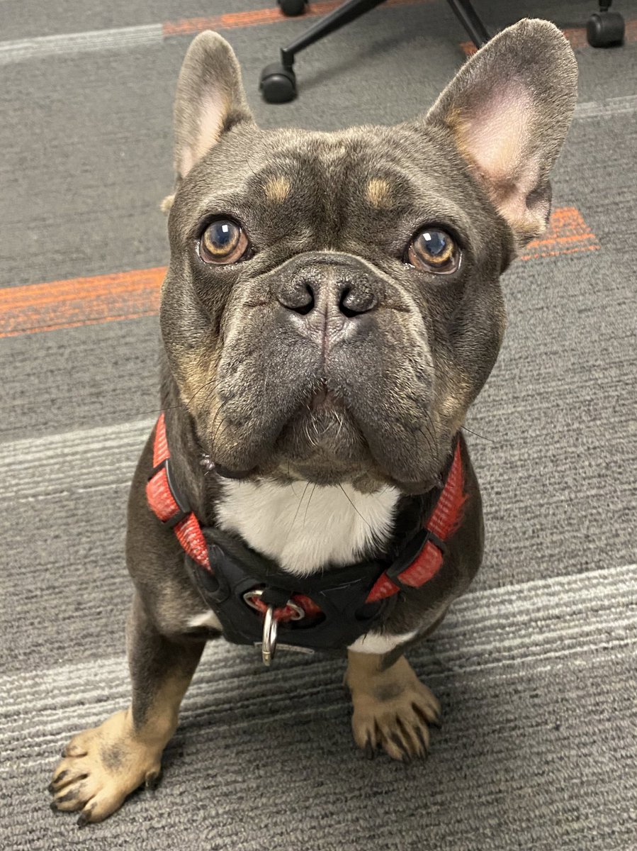JoshNisker's tweet photo. An unexpected office mate today! https://t.co/gm15hAhRXR