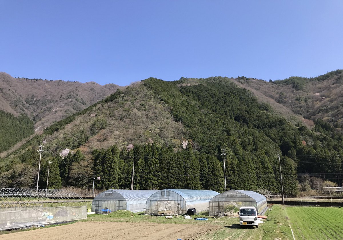 tak__tyy's tweet photo. 今日はビニールハウスのビニール張り替えをお手伝い👨‍🌾
いろんな作業を通して、ひとつひとつの作業が僕らの生活に「食」としてつながっているということを感じています。
まだ4月やけど既に暑い！！！ https://t.co/WueIFw1Znm