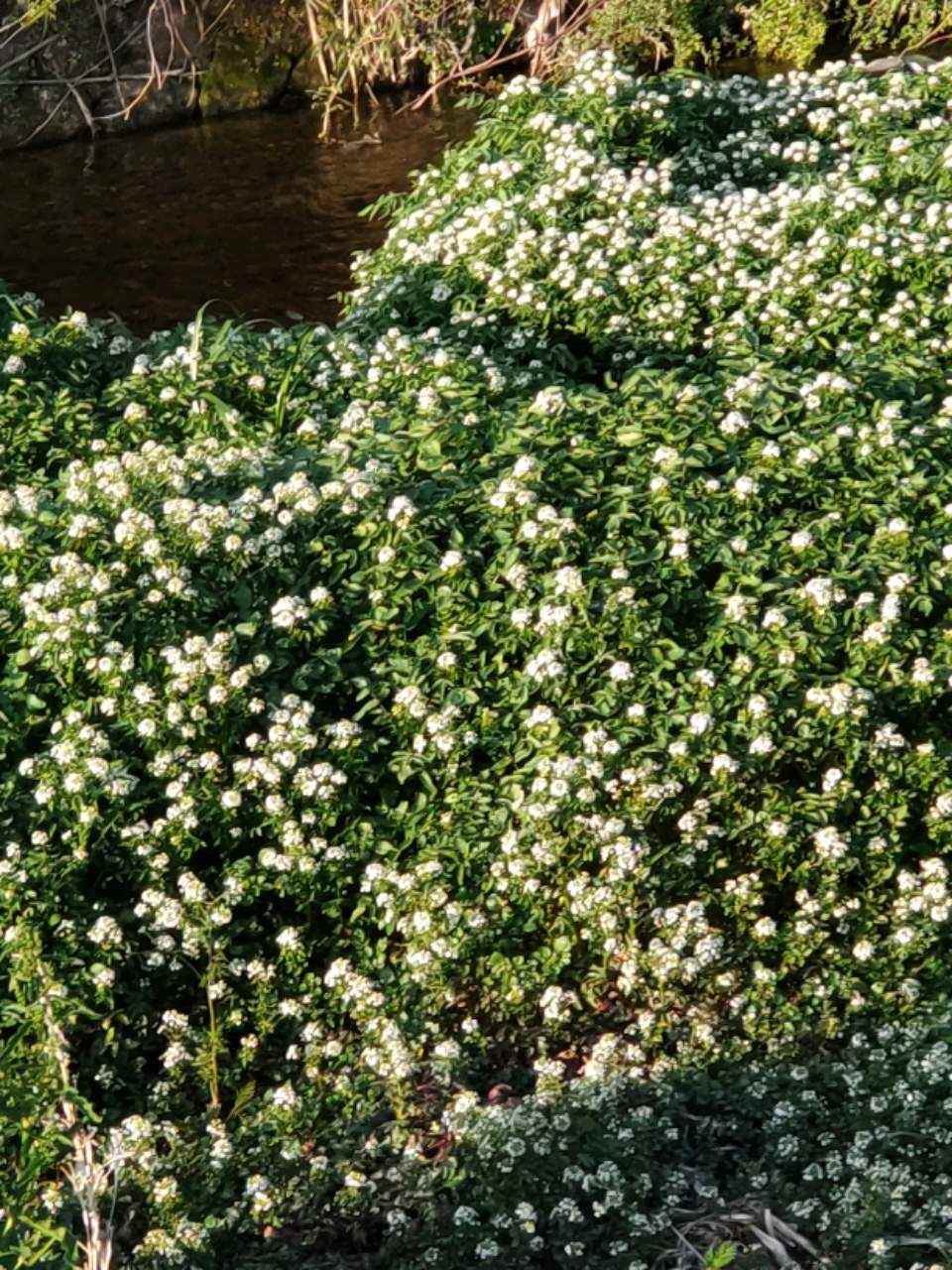 クレソンの花 Twitter Search Twitter