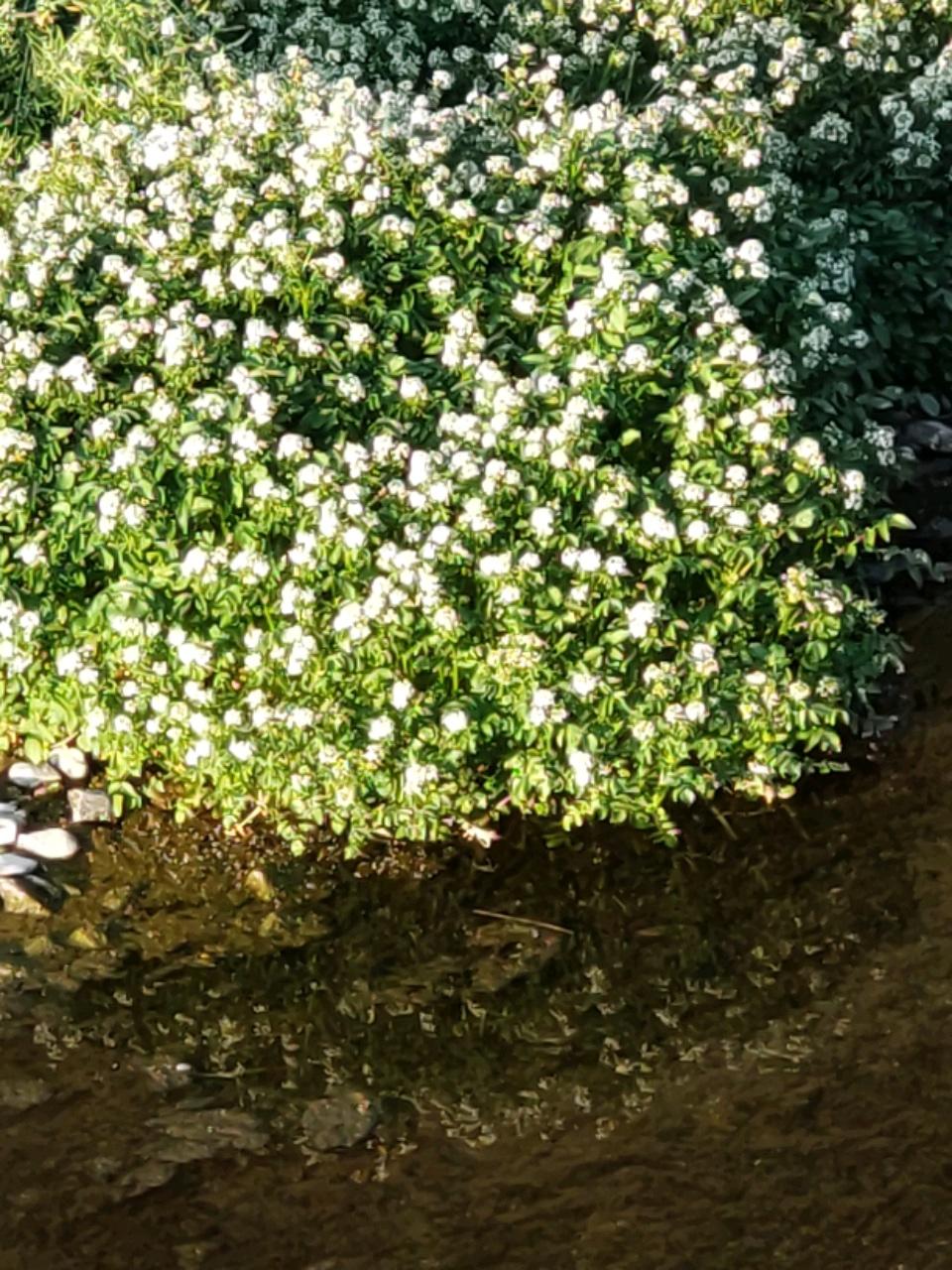 クレソンの花 Twitter Search Twitter