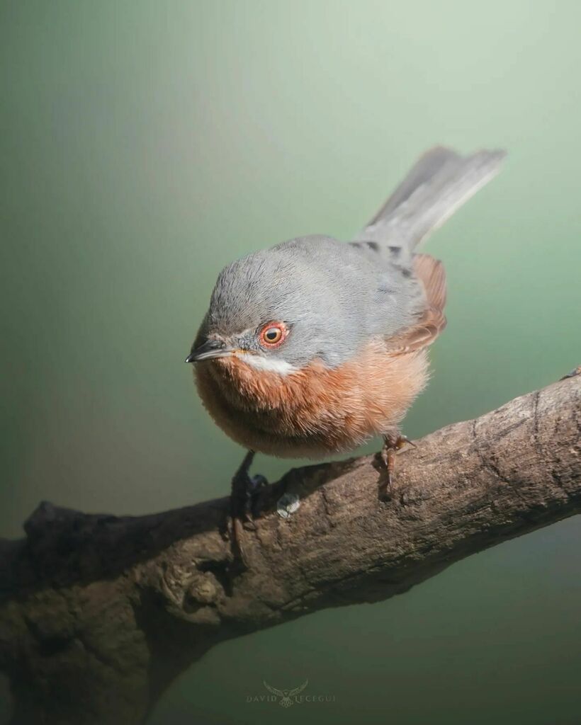 ObjectiuAlat's tweet image. Primer cop que veig i fotografio un Tallarol de garriga (Sylvia cantillans), un ocell estival que podem observar de març a octubre. Tot i ser habitual a Catalunya, no és abundant i observar-lo per la nostra zona és una mica més complicat.
.
.
.
.
#ocells… instagr.am/p/CcQODGislN5/