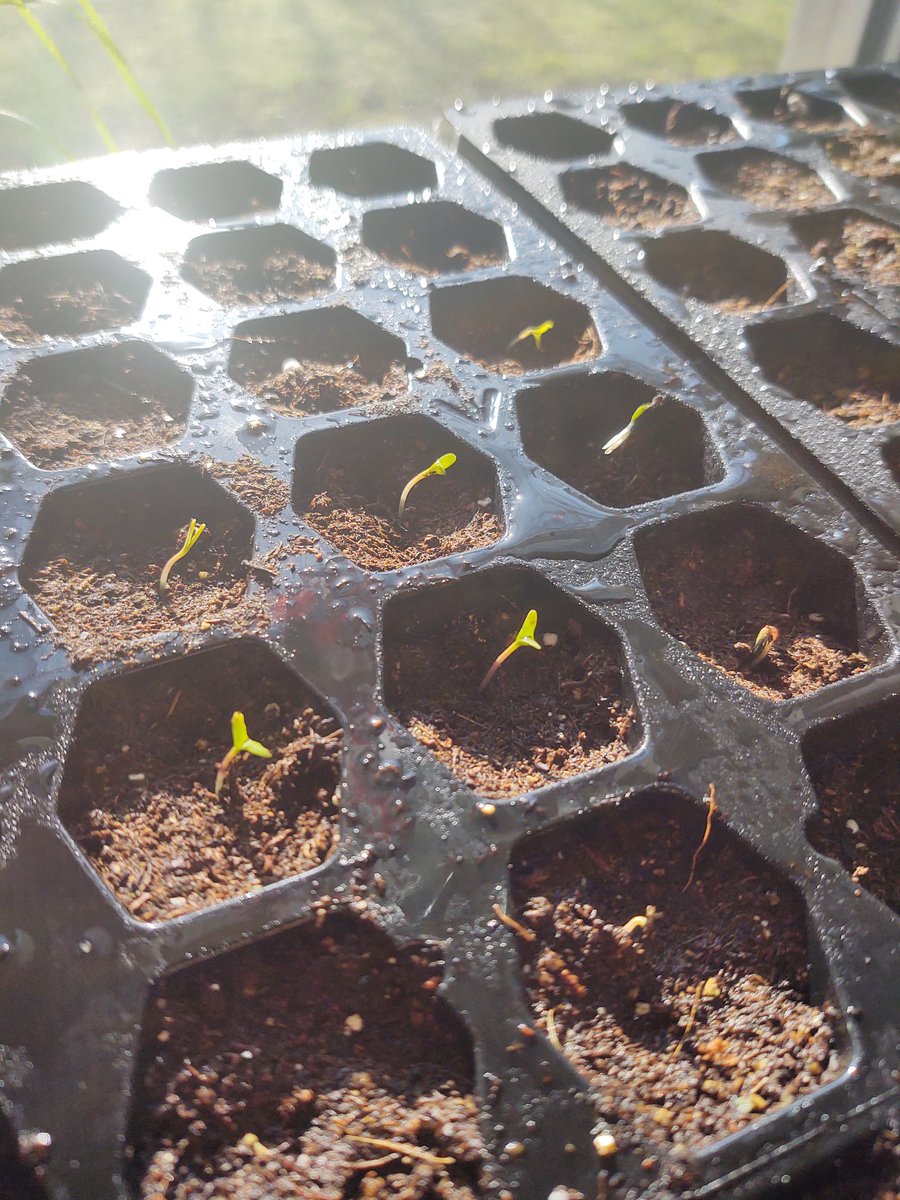 ByEmbroidered's tweet photo. Hello there little ones #marigold #sprouts #seedlings #spring https://t.co/Mw7rxTu2GE