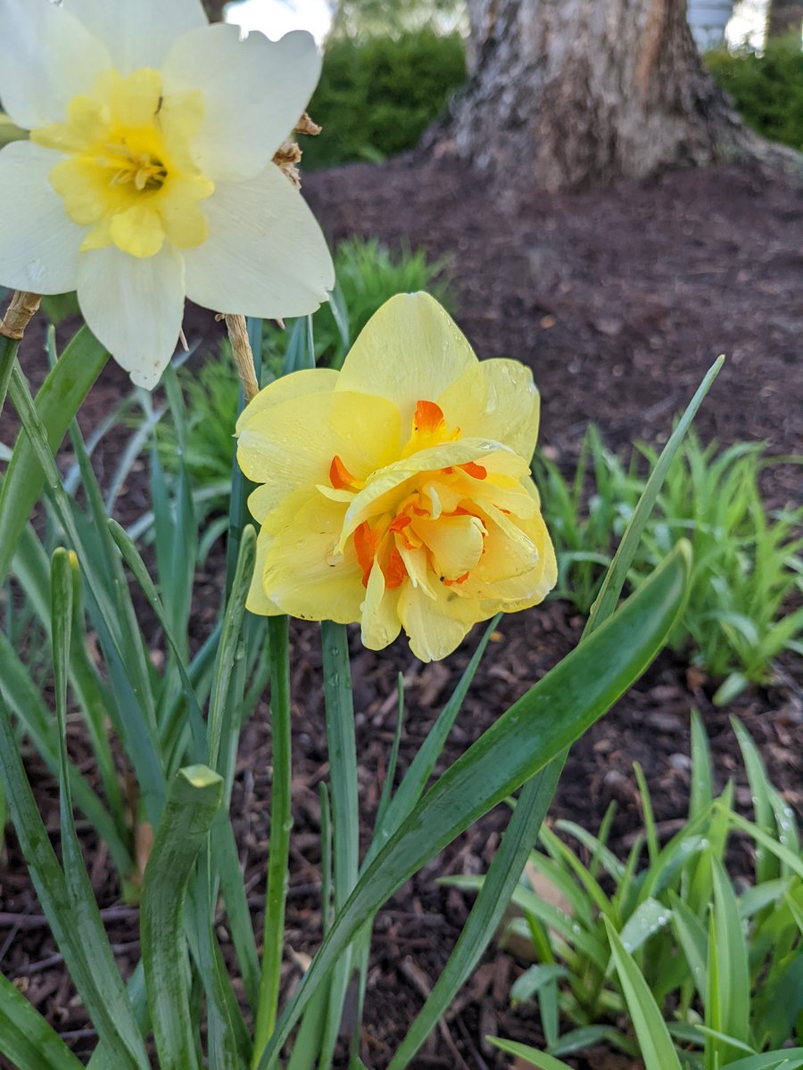 TPCCHort's tweet photo. More bulbs are opening every day! Tulips are starting to take center stage, but the daffodils aren't slowing down, and the hyacinths are still hanging in there. https://t.co/TuXpqYCJ10