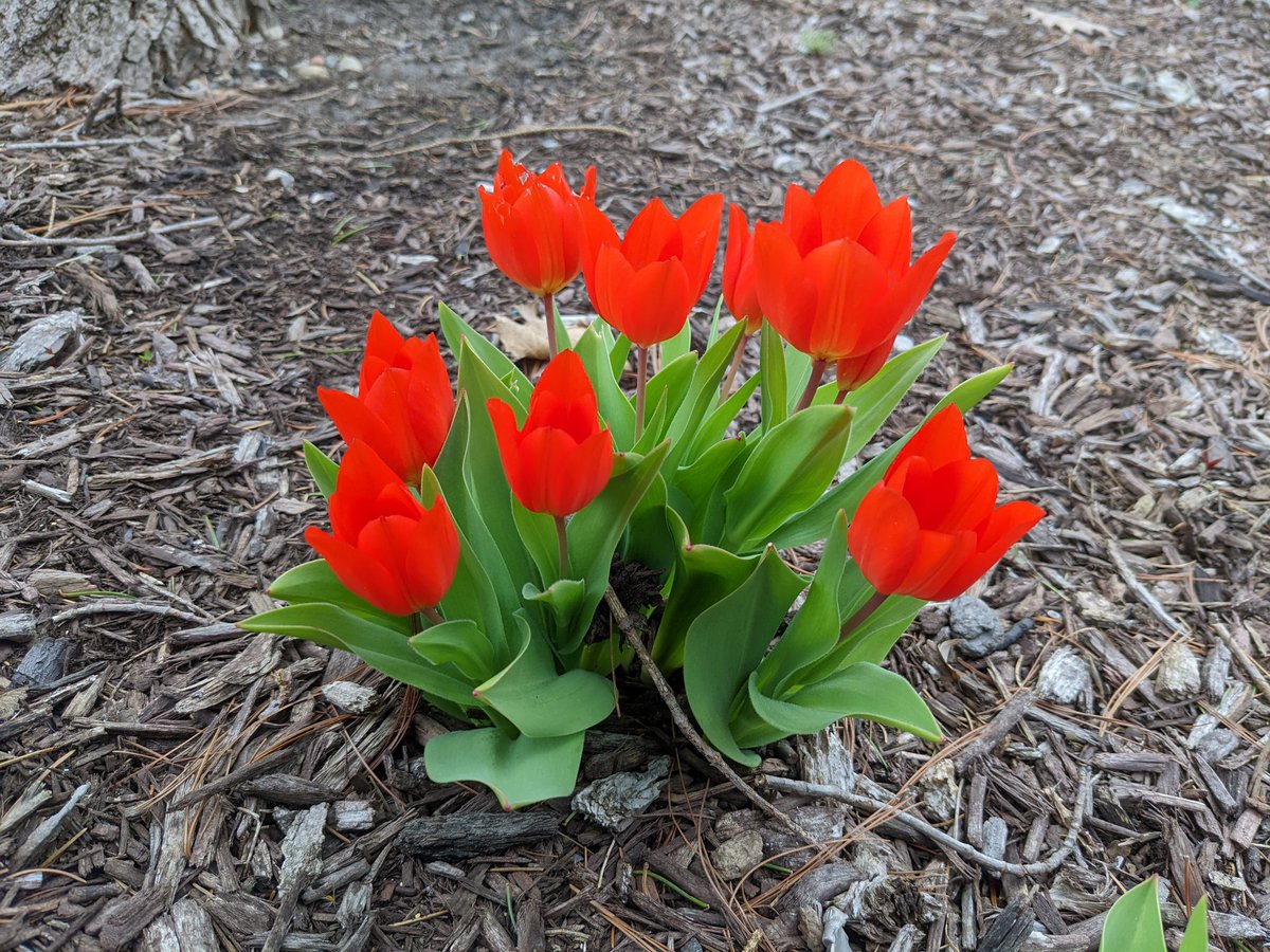 TPCCHort's tweet photo. More bulbs are opening every day! Tulips are starting to take center stage, but the daffodils aren't slowing down, and the hyacinths are still hanging in there. https://t.co/TuXpqYCJ10